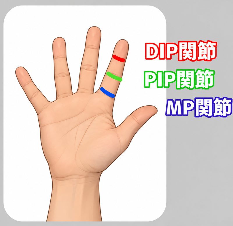 DIP・PIP・MP関節
