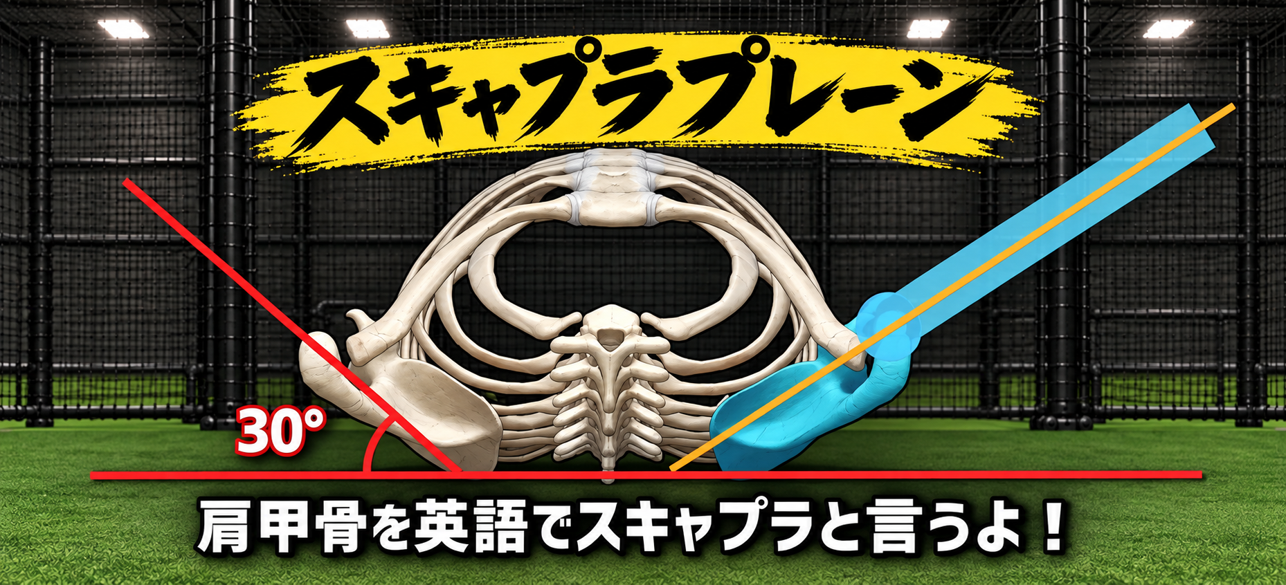 スキャプラプレーン（骨格）