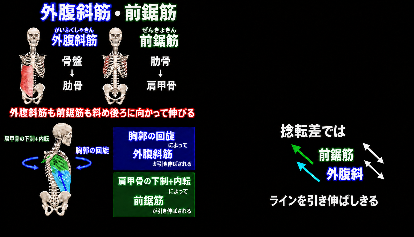 外腹斜筋・前鋸筋
