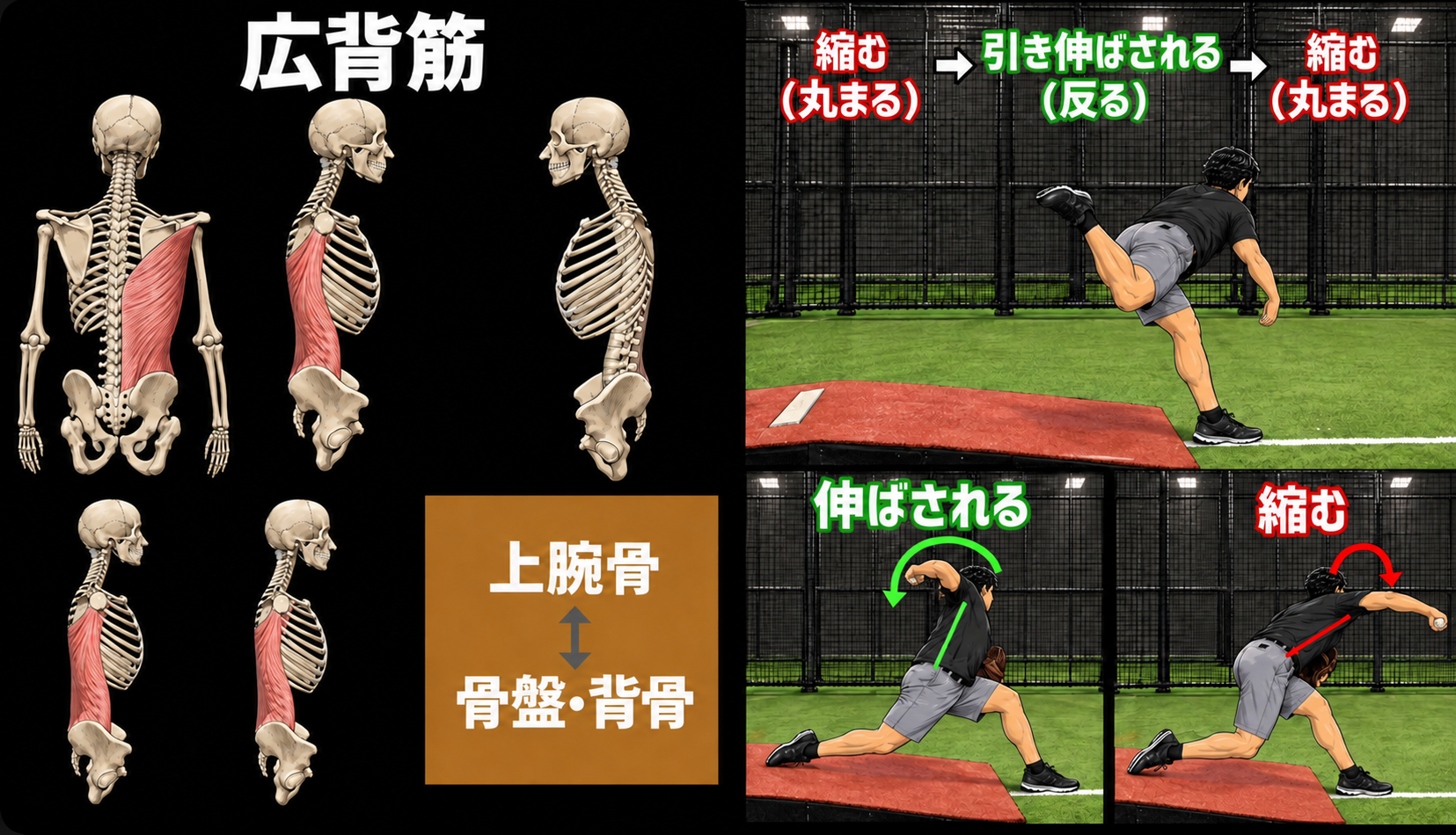 広背筋